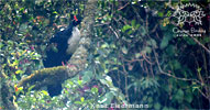 Zapfenguan, CAYAYA BIRDING Tour 2017