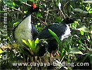 Alt- und Jungvogel des Zapfenguans, CAYAYA BIRDING Tour 2006