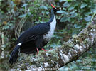 Altvogel des Zapfenguans, CAYAYA BIRDING Tour 2017