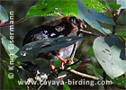 Zapfenguan Küken, CAYAYA BIRDING Tour 2007