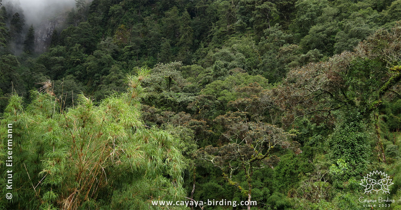 Lebensraum des Zapfenguans in Guatemala