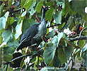 Jungvogel Horned Guan, CAYAYA BIRDING Tour 2017