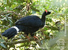 Jungvogel Zapfenguan, CAYAYA BIRDING Tour 2018