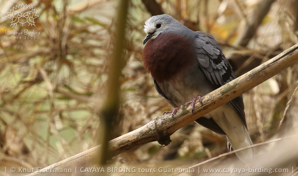 Mondetourtäubchen, CAYAYA BIRDING Zielarten-Touren in Guatemala