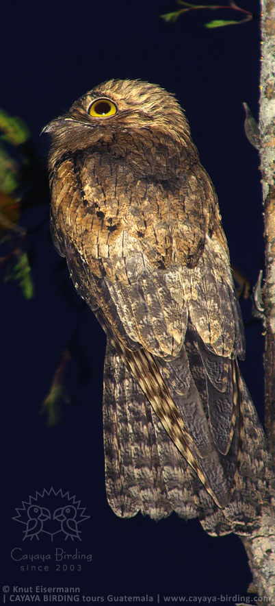 Mexiko-Tagschläfer in Guatemala.