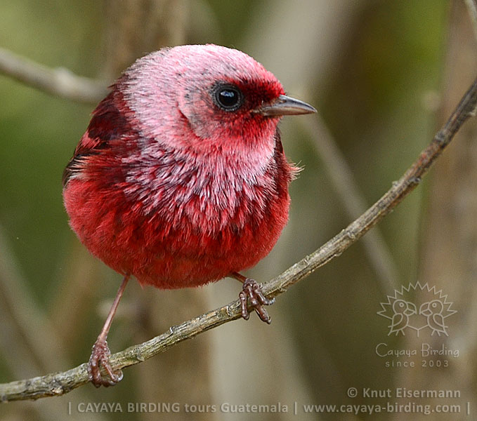 Rosenwaldsänger, CAYAYA BIRDING Tagestouren zur Vogelbeobachtung von Antigua und Guatemala Stadt