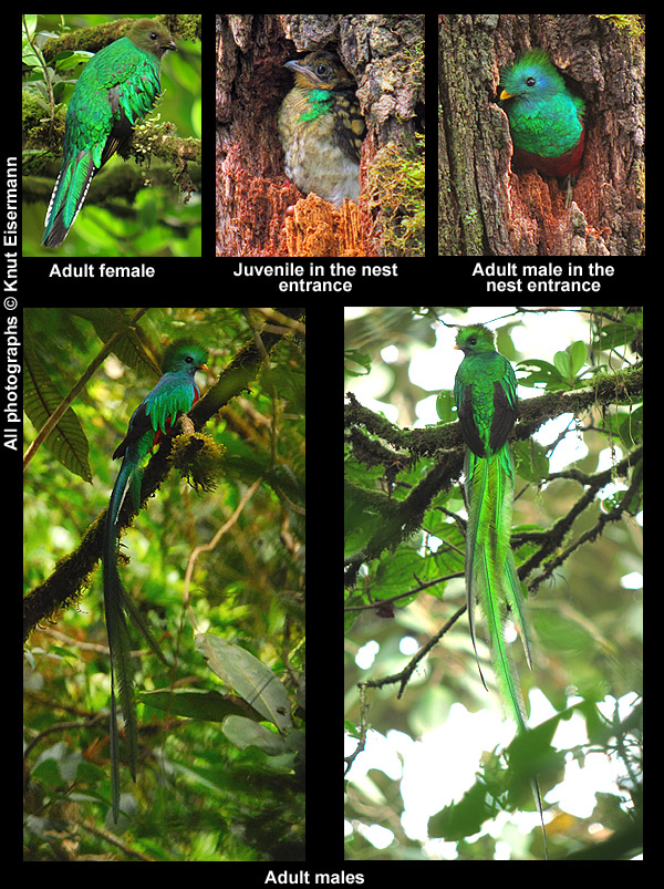 Quetzal in Guatemala