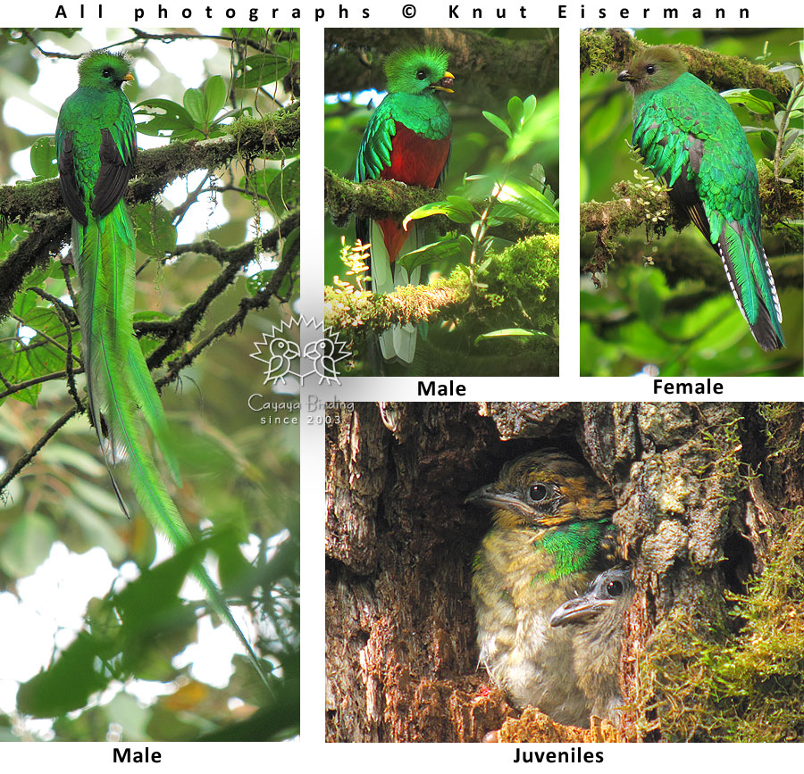 Quetzal: Nationalvogel Guatemalas