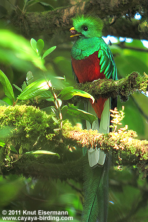 Männchen des Quetzals