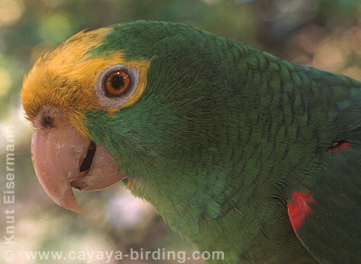 Yellow-headed Parrot