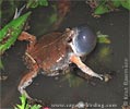 Sheep Frog <i>Hypopachus variolosus</i>, dpto. Huehuetenango.