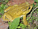 Bocourt's Toad <i>Incilius bocourti</i>, dpto. Chimaltenango.
