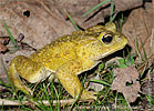 Bocourt's Toad <i>Incilius bocourti</i>, dpto. Chimaltenango.