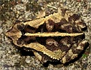 Dwarf Toad <i>Incilius canaliferus</i>, dpto. Suchitepéquez.