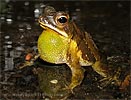 Dwarf Toad <i>Incilius canaliferus</i>, dpto. Suchitepéquez.