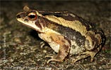 Dwarf Toad <i>Incilius canaliferus</i>, dpto. Suchitepéquez.