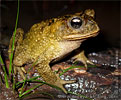 Jalapa Toad <i>Incilius ibarrai</i>, dpto. Baja Verapaz.