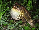 Gulf Coast Toad <i>Incilius valliceps</i>, dpto. Huehuetenango.