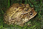 Gulf Coast Toad <i>Incilius valliceps</i>, dpto. Huehuetenango.