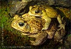 Cane Toad <i>Rhinella horribilis</i>, dpto. Huehuetenango.