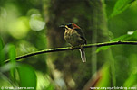 Zwergmotmot