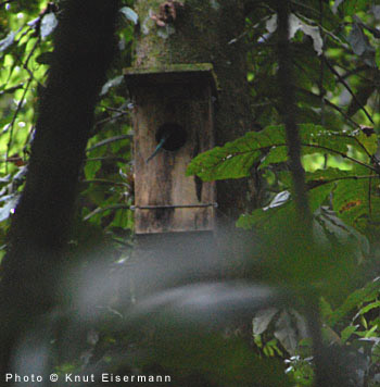 Quetzal nest box