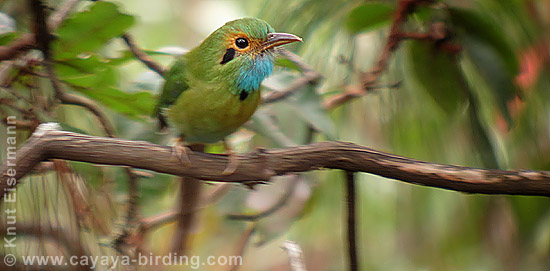 Blue-throated Motmot