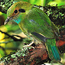 Blaukehlmotmot