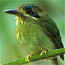 Zwergmotmot