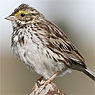 Savannah Sparrow Passerculus sandwichensis wetmorei