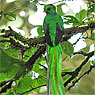 Quetzal