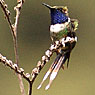 Blaukehl-Sternkolibri