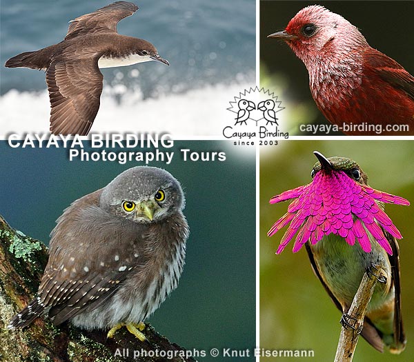 CAYAYA BIRDING Vogel-Foto-Touren in Guatemala