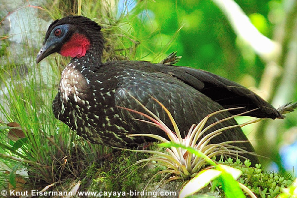 Crested Guan