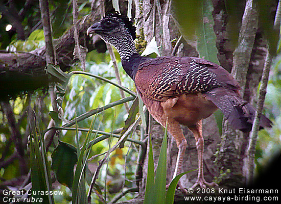 Great Curassow