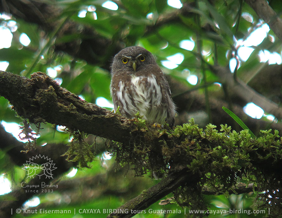 Guatemalazwergkauz, CAYAYA BIRDING Tagestouren zur Vogelbeobachtung von Antigua und Guatemala Stadt