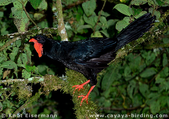 Highland Guan