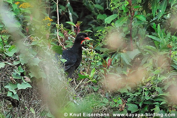 Highland Guan