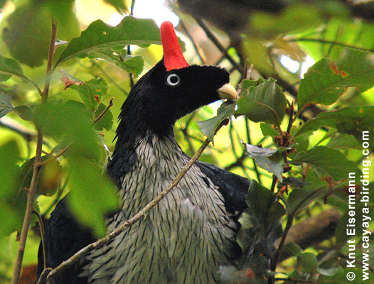 Horned Guan