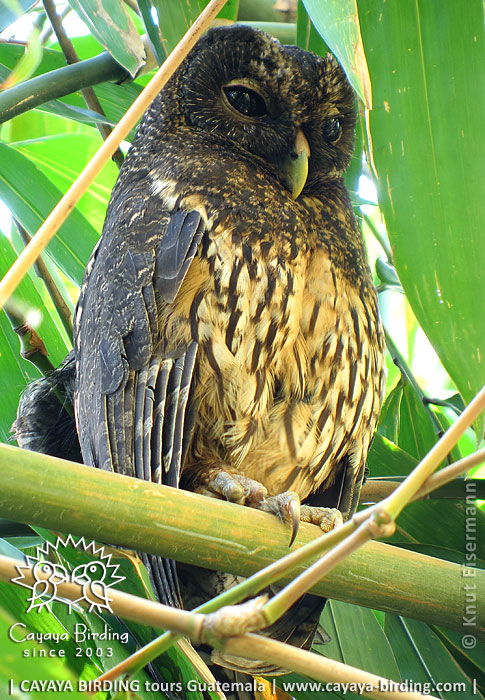 Mexican Wood Owl