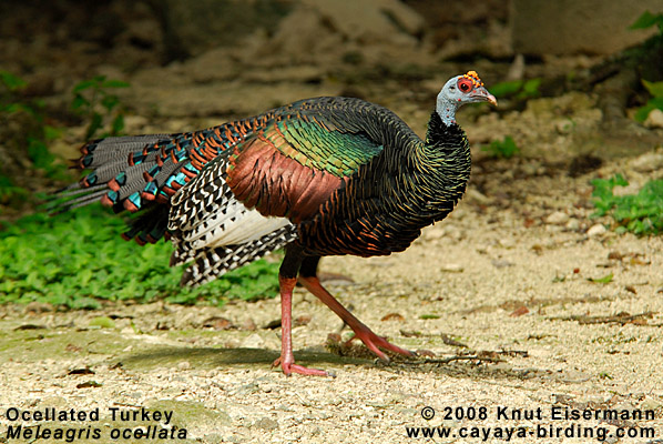 Ocellated Turkey