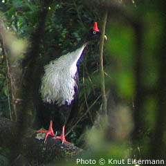 Photo: Horned Guan