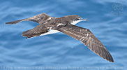 Galapagossturmtaucher (Puffinus subalaris) in Guatemala