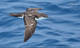 Galapagossturmtaucher (Puffinus subalaris) in Guatemala