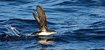 Galapagossturmtaucher (Puffinus subalaris) in Guatemala