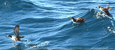 Galapagossturmtauchers (Puffinus subalaris) in Guatemala