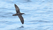 Galapagossturmtaucher (Puffinus subalaris) in Guatemala