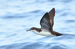 Galapagossturmtaucher (Puffinus subalaris) in Guatemala