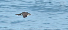 Galapagossturmtaucher (Puffinus subalaris) in Guatemala