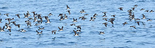 Gruppe von Galapagossturmtauchern in Guatemala